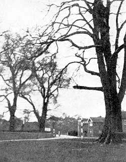 The Village Green with its stately Elm.