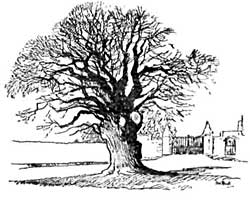 The Pilgrim Oak.