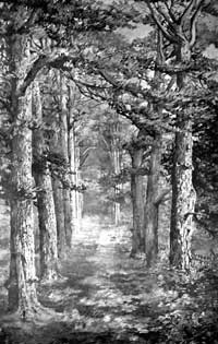 Avenue of Scotch Firs, Cockglode. 