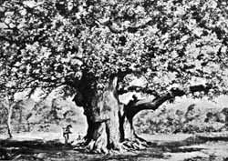 The Major Oak, Birklands
