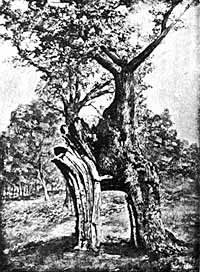 The Greendale Oak, Welbeck Park.