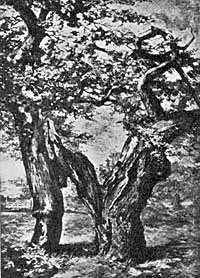 Parliament Oak