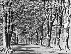 Beech Avenue, Thoresby Park.