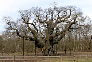 The Major Oak in 2010.