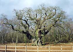 The Major Oak in 2003.
