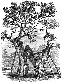 Parliament Oak.