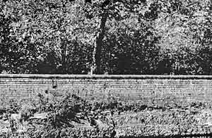 THE UNEXPECTEDLY WOODED FACE OF LONDON ROAD from the canal towpath, 2003.