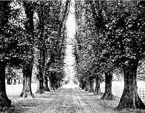 The Lime Avenue.